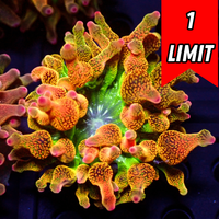 ECC Nexus Blaze Bubble Tip Anemone
