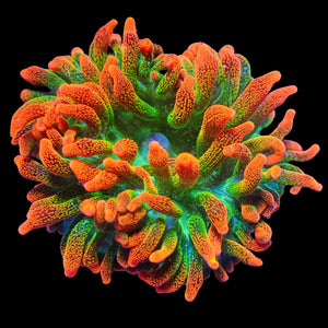 WYSIWYG Ultra Bright Orange Rainbow Bubble Tip Anemone (1.5-3")
