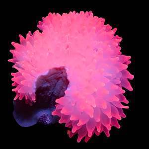 Ultra Pink Snow Bubble Tip Anemone (2-5”)
