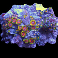 WYSIWYG Eagle Eyes Multicolor Ultra Zoa Colony (55+ polyps)