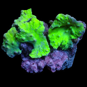 WYSIWYG Neon Glowstick Cabbage Leather Soft Coral Colony (4 Polyps)