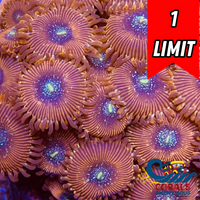 Magician Zoa (2-3 Polyps)
