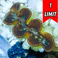 Multicolor Tridacna Maxima Clam (Aquaculture)
