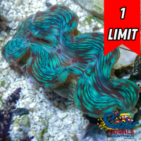 Ultra Blue Tridacna Squamosa Clam (Aquaculture)
