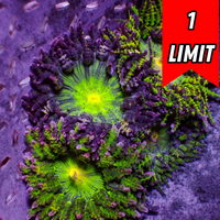 CA Purple Envy Garden Anemone (0.5-1”)
