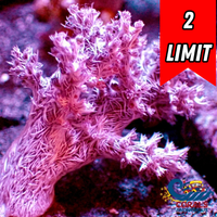 ECC Koji Wada Pink Nephthea Soft Coral
