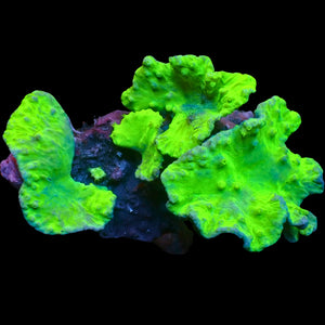 WYSIWYG Neon Glowstick Cabbage Leather Soft Coral Colony (4 Polyps)