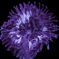WYSIWYG Large Purple Lotus Long Tentacle Anemone (4-5”)