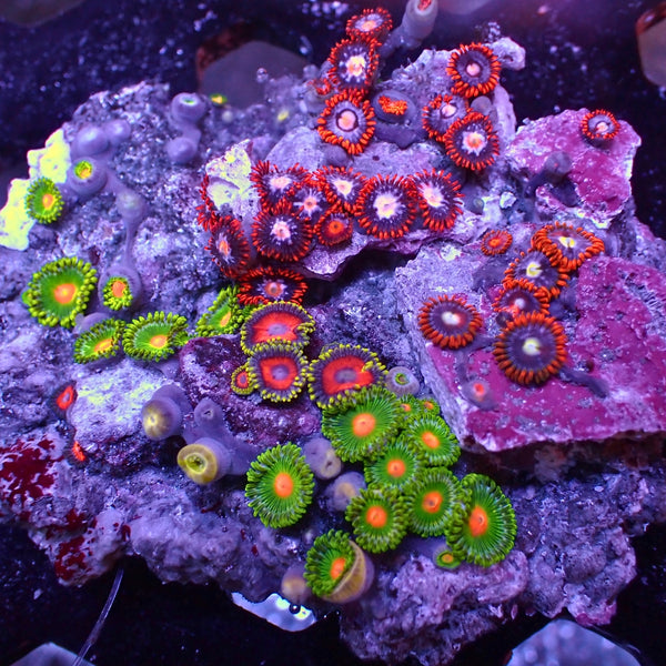 Buttons Galore Button Bonanza Coral Reef