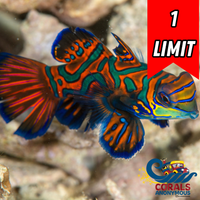 Green Mandarin Dragonet Goby
