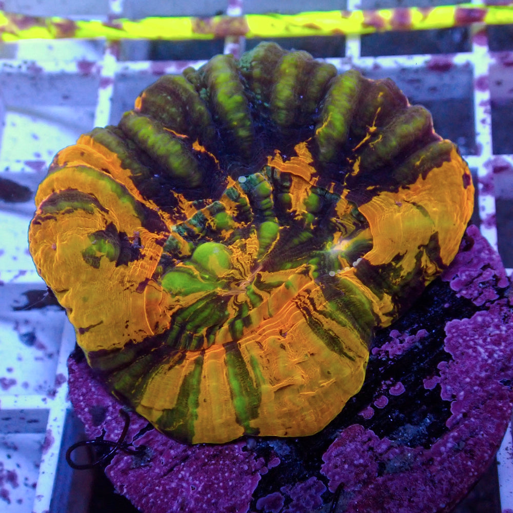 WYSIWYG Aussie Ultra Warpaint Scolymia (Aquacultured)