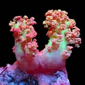 WYSIWYG Large Soft Strawberry Lemonade Flower Tree Coral Twin Colony (2-4")