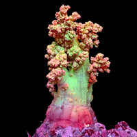 WYSIWYG Large Soft Strawberry Lemonade Flower Tree Coral (3-4")