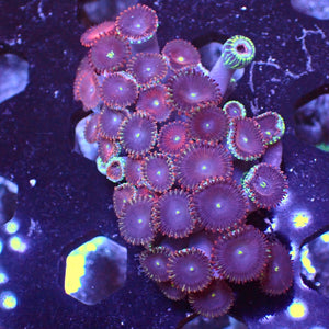 WYSIWYG Aussie Red Purple People Eater Paly Colony (30+ Polyps)