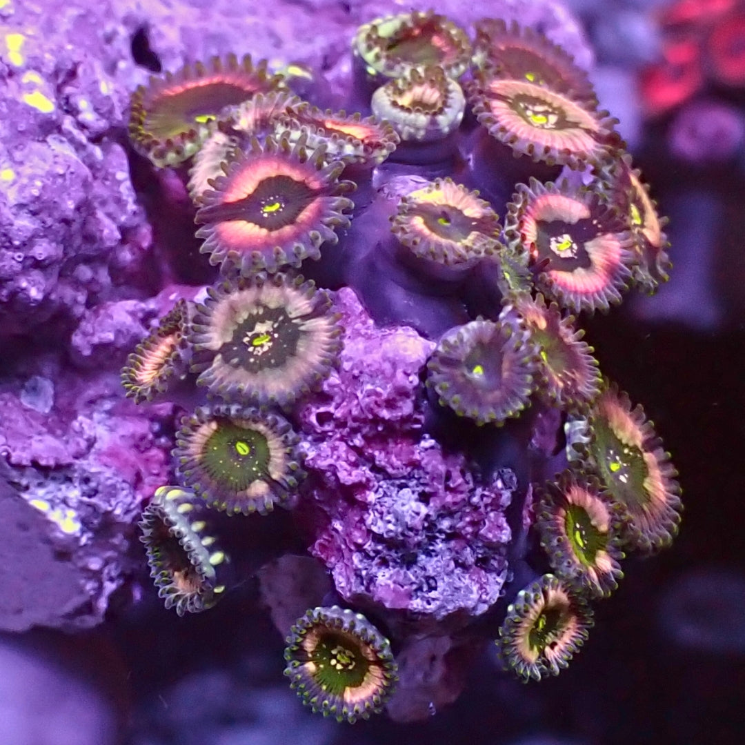 Aussie Pink Rim Toxic Splash Zoa Colony (10-15 polyps) | Corals Anonymous