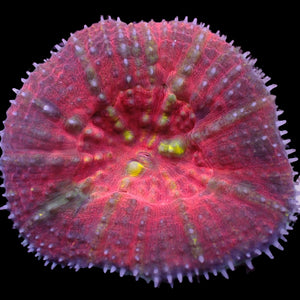 WYSIWYG Solomon Islands Cherry Red Scoly (Large, 2-3")