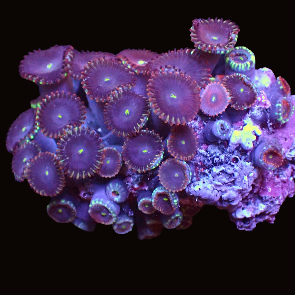 WYSIWYG Aussie Red Purple People Eater Paly Colony (30+ Polyps)