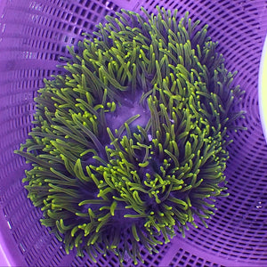 XL Metallic Neon Ritteri Anemone (5-6")