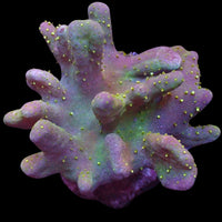 WYSIWYG Large Toxic Million's Devil Hand Toadstool Mother Colony (3-4")