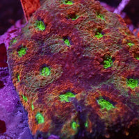 Bloody Mary Rainbow Favia (2-3 Polyps)
