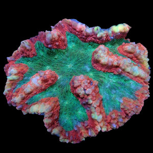 WYSIWYG XL Solomon Islands Ultra Watermelon Rainbow Lobophyllia Colony (3.5-4.5")