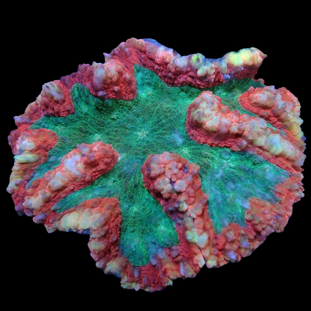 WYSIWYG XL Solomon Islands Ultra Watermelon Rainbow Lobophyllia Colony (3.5-4.5