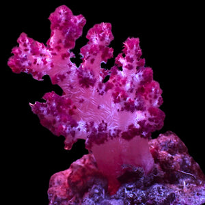 WYSIWYG Large Strawberry Carnation Tree Soft Coral Colony (3-4")