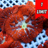 Bali Blood Red Mini Carpet Anemone
