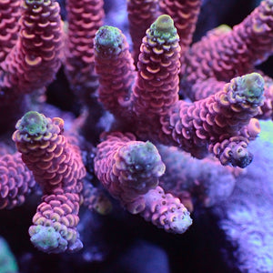 Pink Carnival Rainbow Acropora (1” frag)