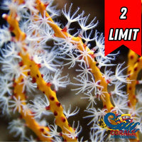 Yellow Sea Finger Gorgonian
