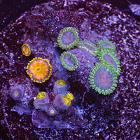 WYSIWYG King Midas Ultra Rainbow Zoa Combo Colony (10+ polyps)