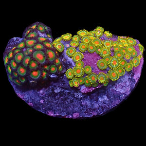 WYSIWYG Gorilla Nipples Multicolor Ultra Zoa Colony (70+ polyps)