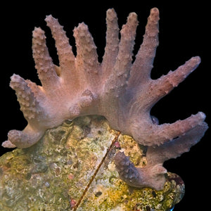 WYSIWYG Cladiella Soft Coral Medium Colony (2-2.5”)