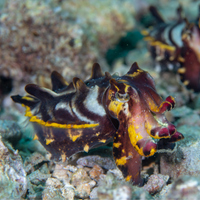 Flamboyant Cuttlefish (1.5-3")
