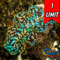 Aquaculture Rainbow Tridacna Maxima Clam (Small, 1.5-2")
