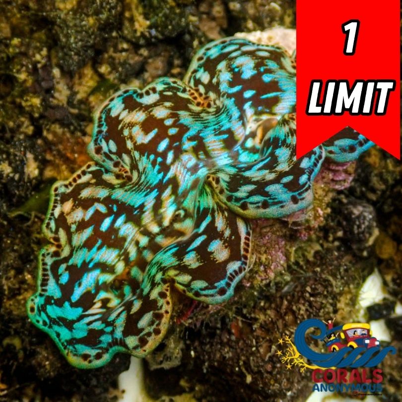 Aquaculture Rainbow Tridacna Maxima Clam (Small, 1.5-2