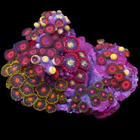 WYSIWYG Blowpop + Eagle Eyes Multicolor Ultra Zoa Colony (70+ polyps)