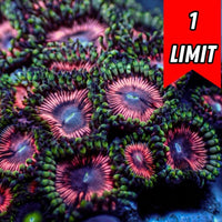 Pink Wink Zoa (10-15 Polyps colony)
