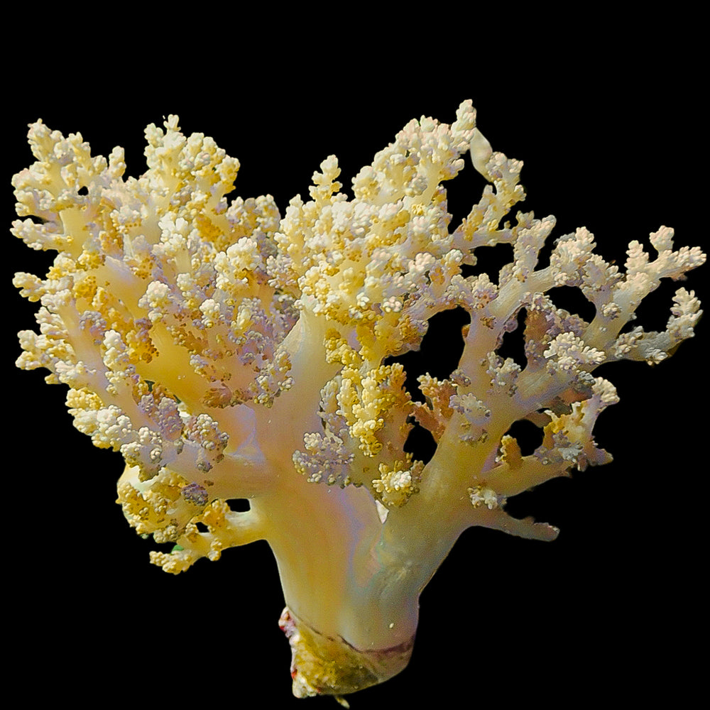 WYSIWYG XL Rare Champagne Bonsai Nephthea Mother Tree Soft Coral (5-7