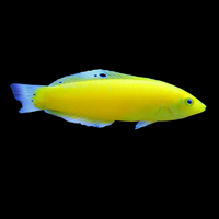 Canary Wrasse (Golden Wrasse)
