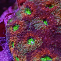 Bloody Mary Rainbow Favia (2-3 Polyps)
