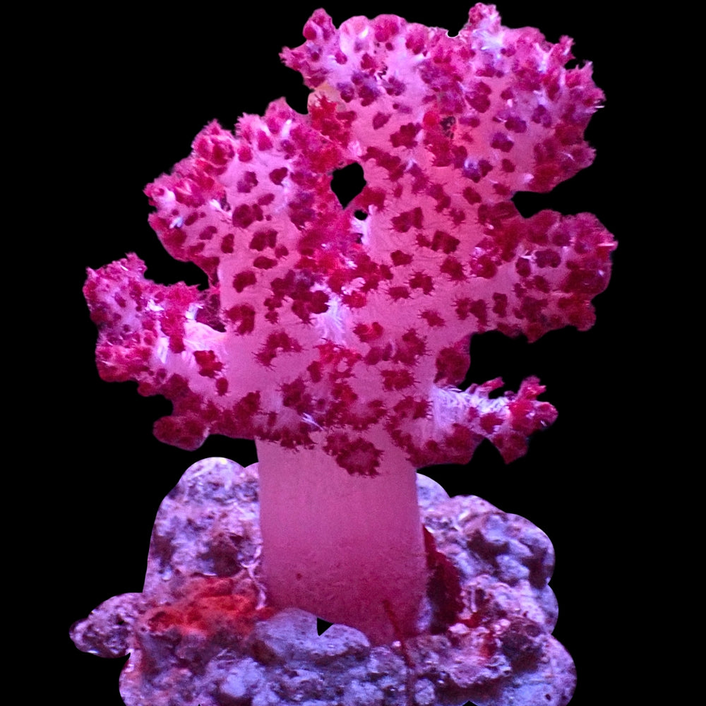 WYSIWYG Large Strawberry Carnation Tree Soft Coral Colony (3-4