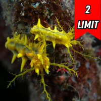 Yellow Sea Cucumber
