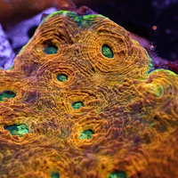 Orange Tide Acan Echinata (0.5-1" Frag)
