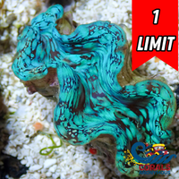 Ultra Blue Tridacna Squamosa Clam (Aquaculture)
