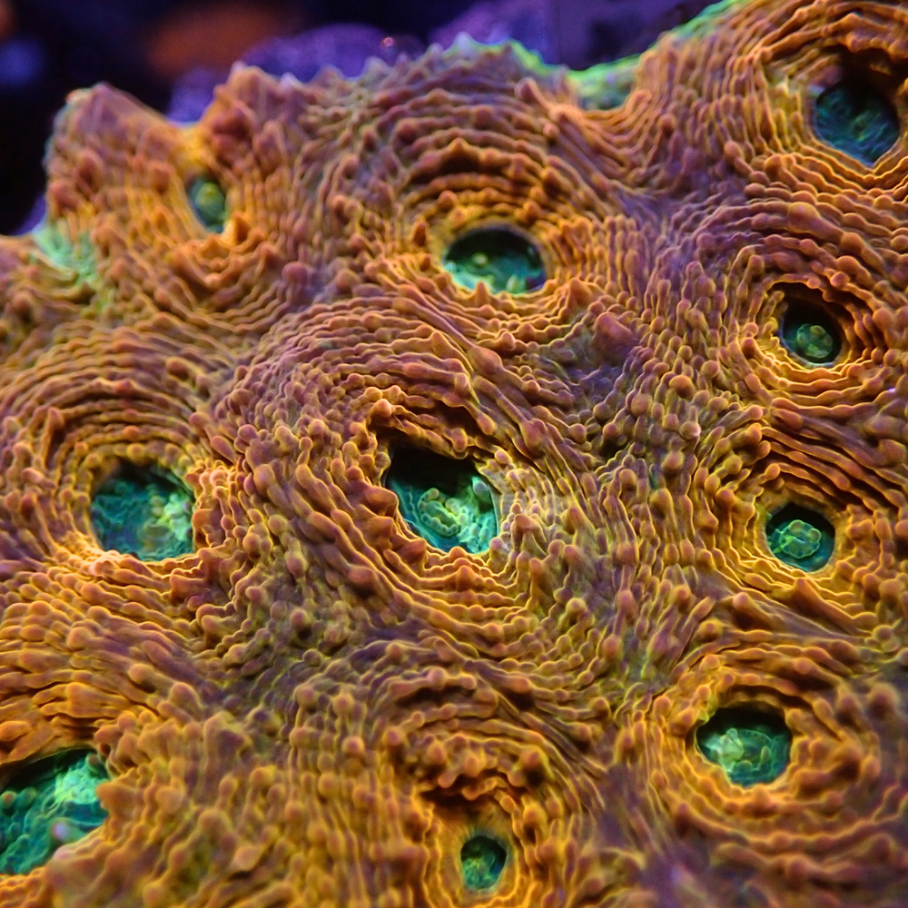 Orange Tide Acan Echinata (0.5-1