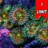 Hawaiian People Eater Zoa (5-10 Polyps colony)
