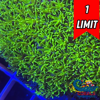 Green Galaxea Coral (1” Frags) (Special Deal!)
