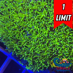 Green Galaxea Coral (1” Frags) (Special Deal!)