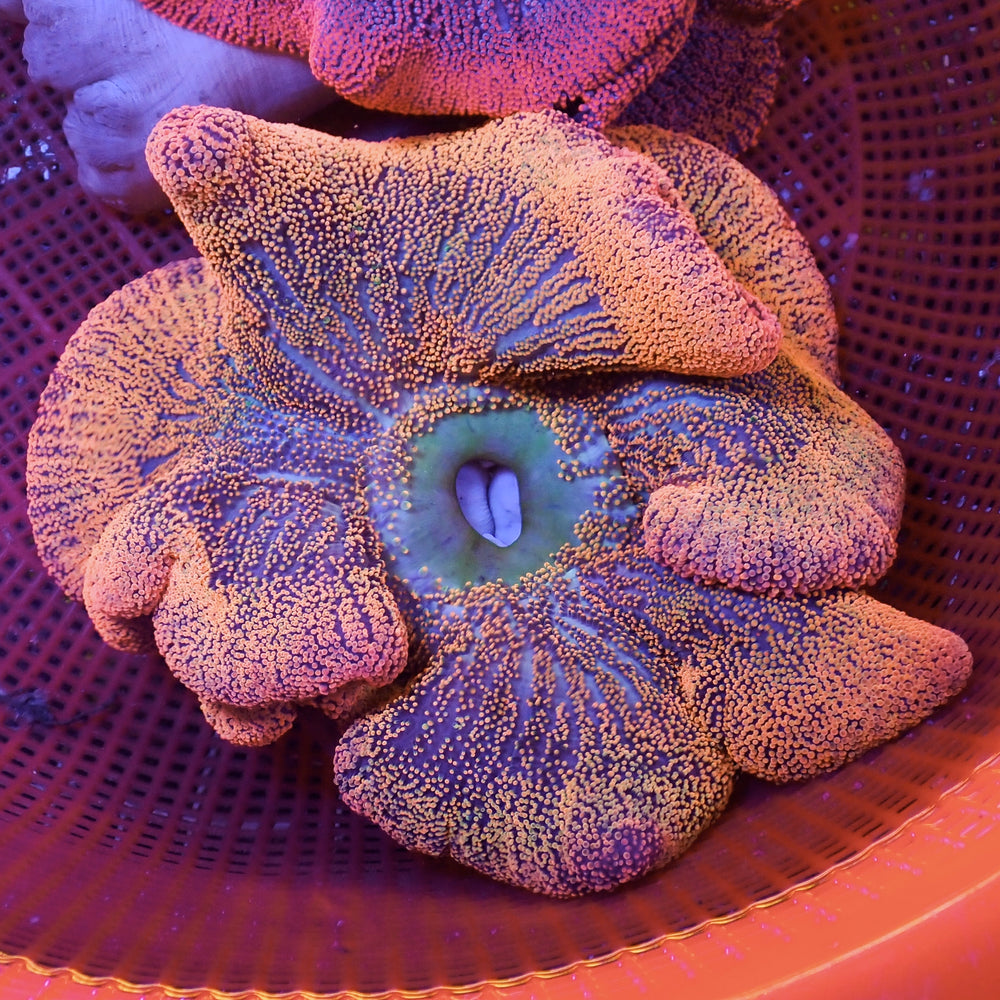 WYSIWYG Orange Sunkist Rainbow Haddoni Carpet Anemone (10-13